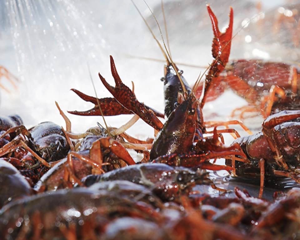 Live crawfish being rinsed before the boil